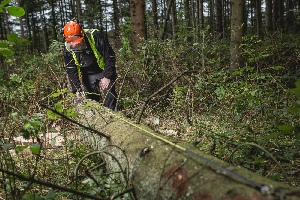 Developers warned of increased penalties for felling trees