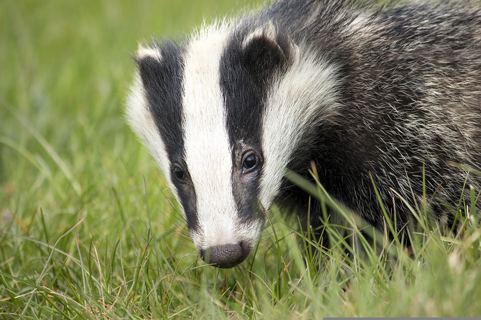 Mactaggart and Mickel fined for damaging badger sett