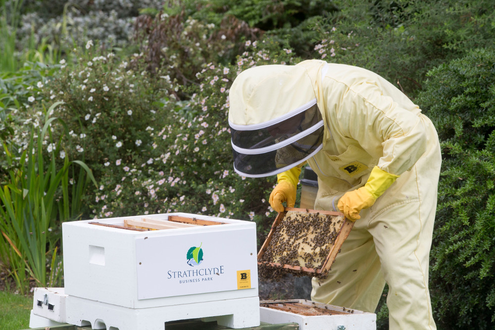HFD Property Management Services introduces on-site bee keeping at Strathclyde Business Park