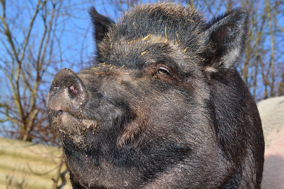 And finally... Denmark builds border fence to save its bacon