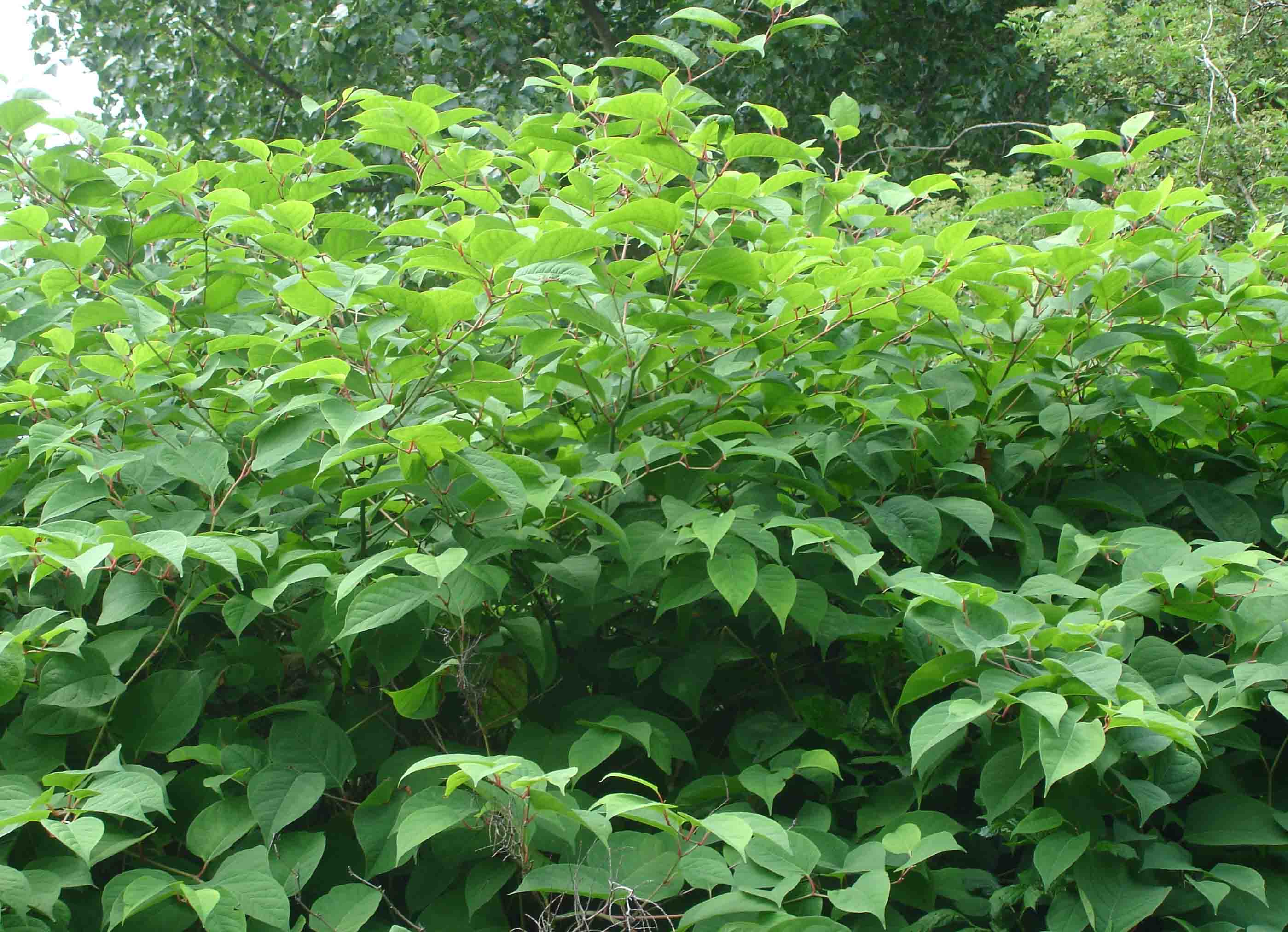 Buyers of property with Japanese Knotweed problem allowed to proceed with action against sellers