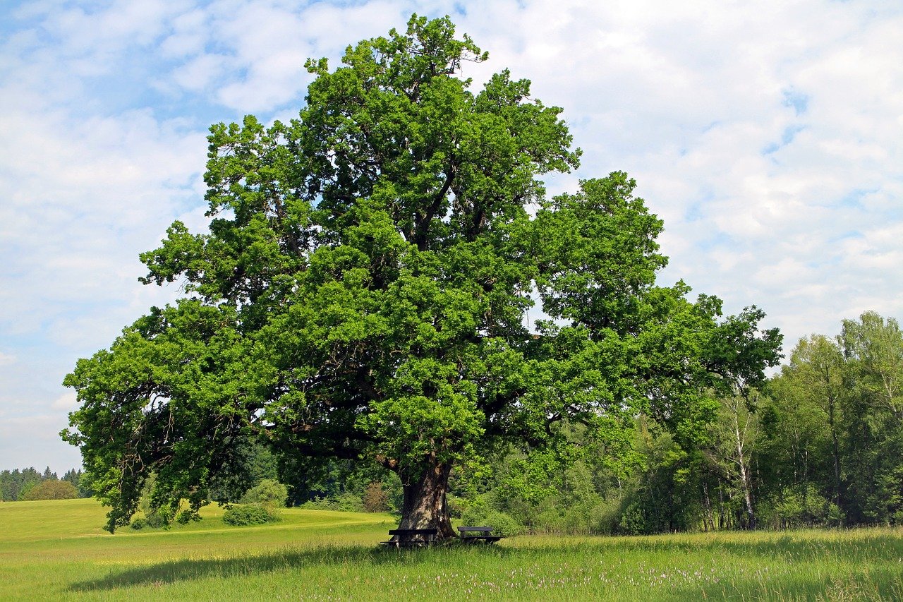 And finally... tree-huggers